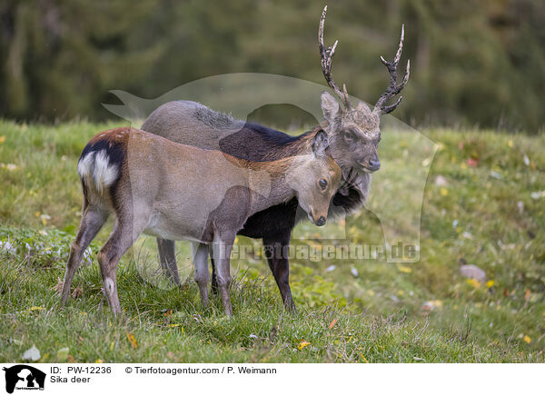 Sikawild / Sika deer / PW-12236