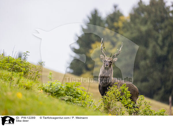 Sika deer / PW-12289