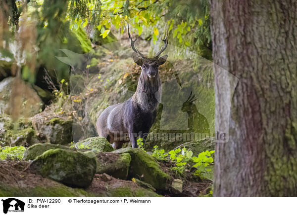 Sikawild / Sika deer / PW-12290