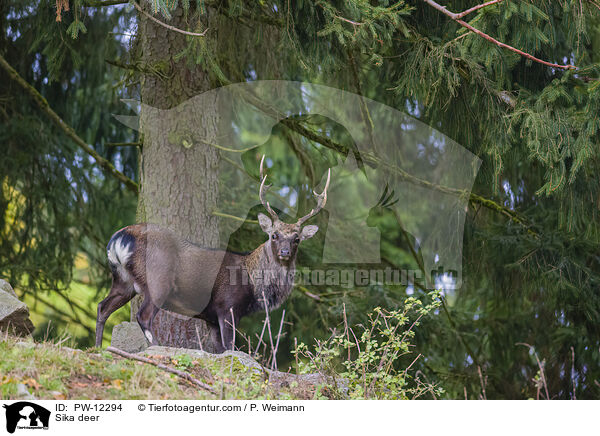 Sikawild / Sika deer / PW-12294