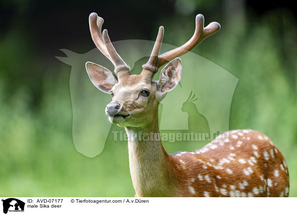 male Sika deer / AVD-07177