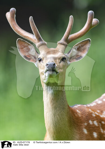 male Sika deer / AVD-07178