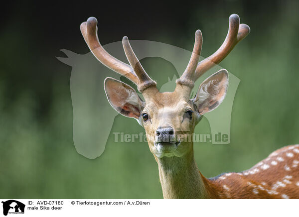 male Sika deer / AVD-07180
