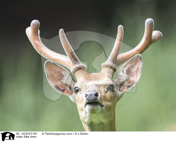 male Sika deer / AVD-07181