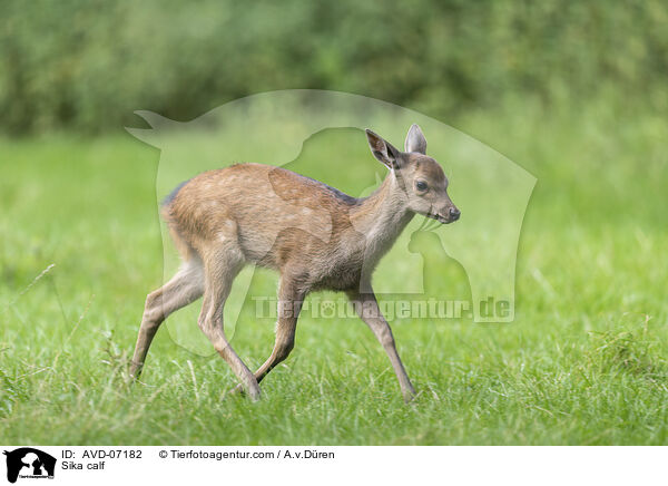 Sika Hirschlkalb / Sika calf / AVD-07182
