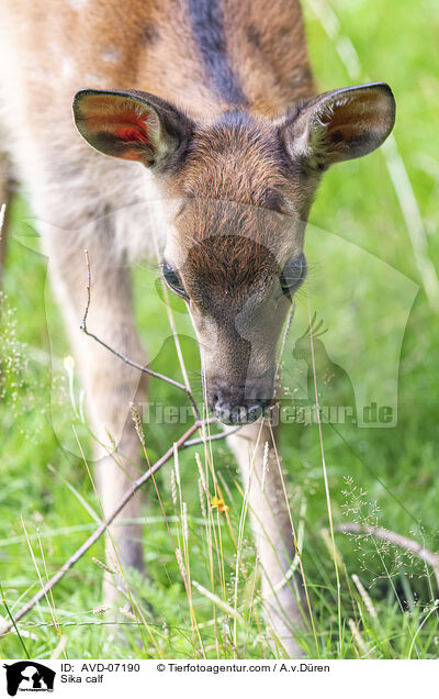Sika Hirschlkalb / Sika calf / AVD-07190