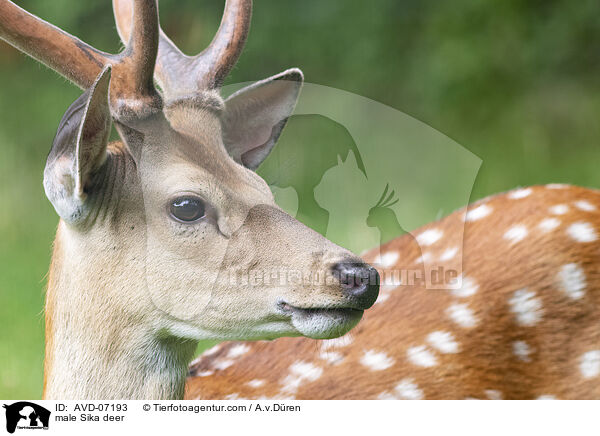 male Sika deer / AVD-07193