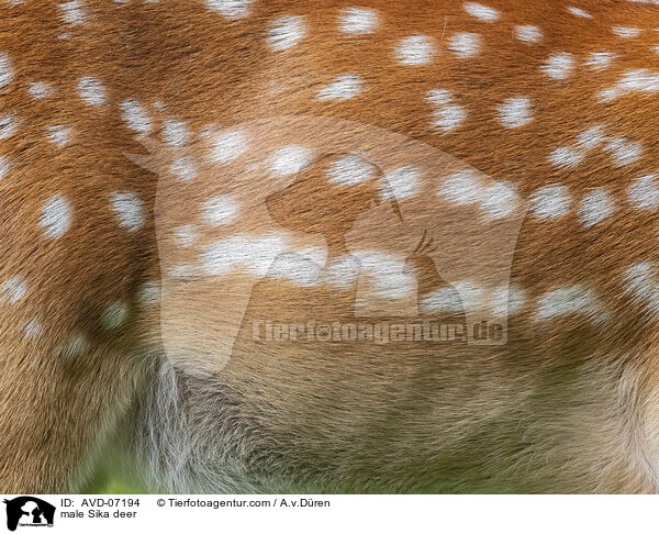 male Sika deer / AVD-07194