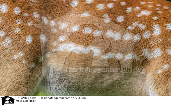 male Sika deer / AVD-07195
