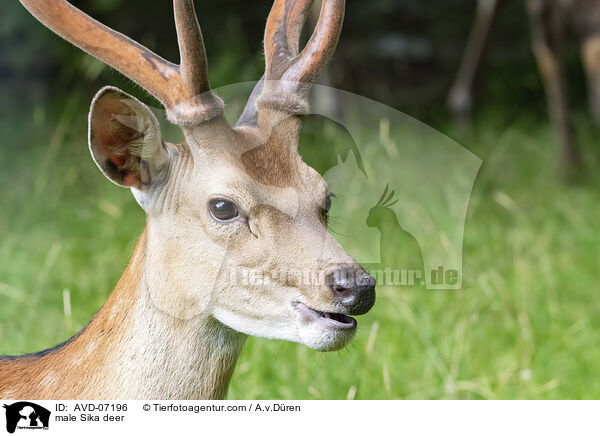 male Sika deer / AVD-07196
