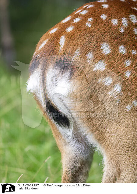 male Sika deer / AVD-07197