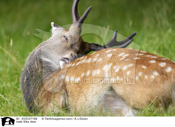male Sika deer / AVD-07198