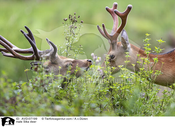 male Sika deer / AVD-07199