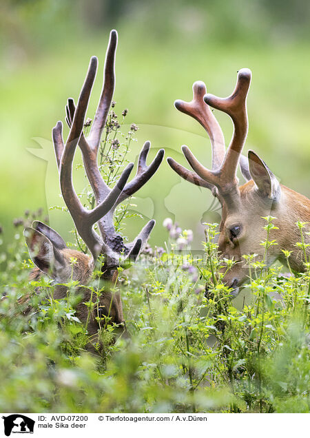 male Sika deer / AVD-07200