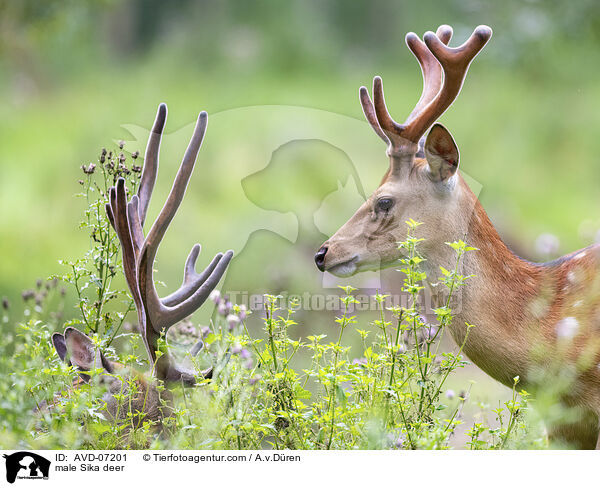 male Sika deer / AVD-07201