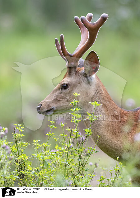 male Sika deer / AVD-07202