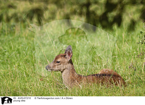 young sika / AVD-07210