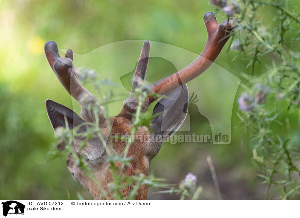 male Sika deer / AVD-07212
