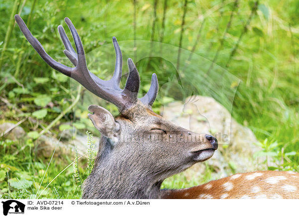 male Sika deer / AVD-07214