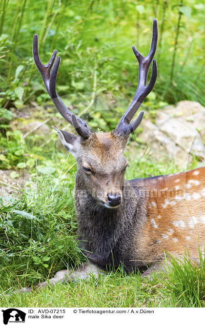 male Sika deer / AVD-07215