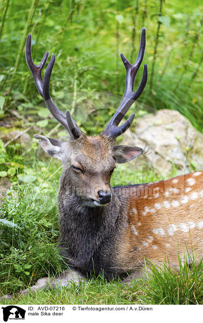 male Sika deer / AVD-07216