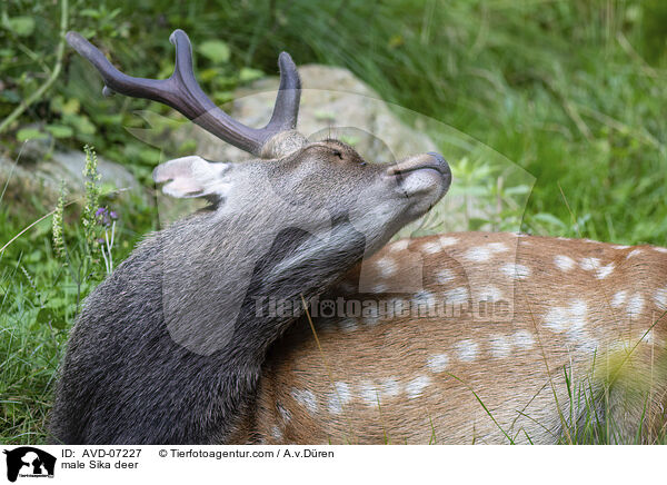 Sika Hirsch / male Sika deer / AVD-07227