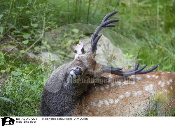Sika Hirsch / male Sika deer / AVD-07228