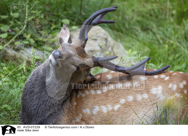 male Sika deer / AVD-07229
