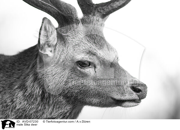 male Sika deer / AVD-07230