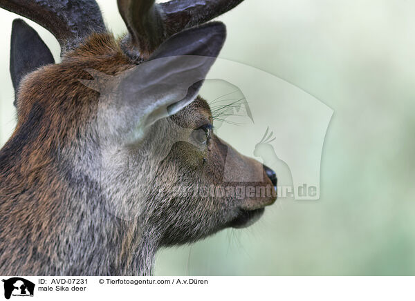 male Sika deer / AVD-07231