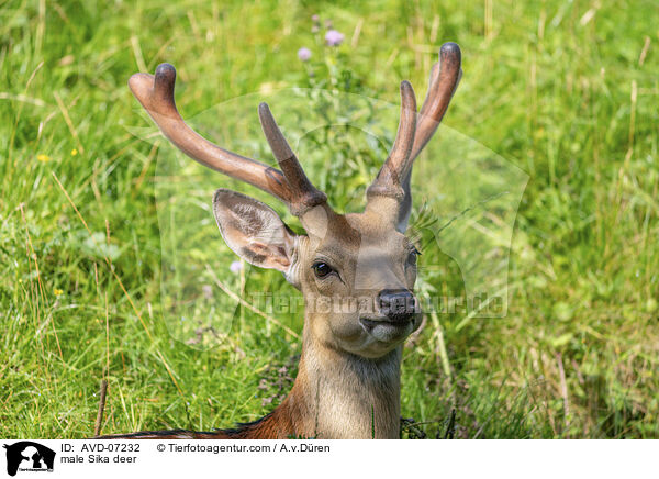 male Sika deer / AVD-07232