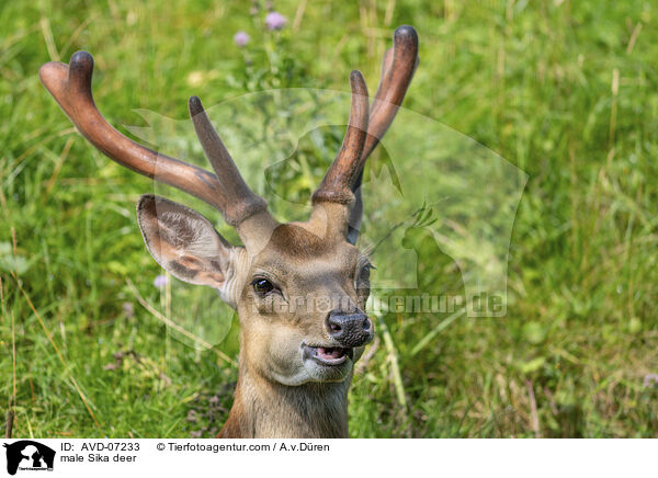 male Sika deer / AVD-07233