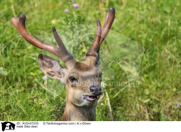 Sika Hirsch / male Sika deer / AVD-07233