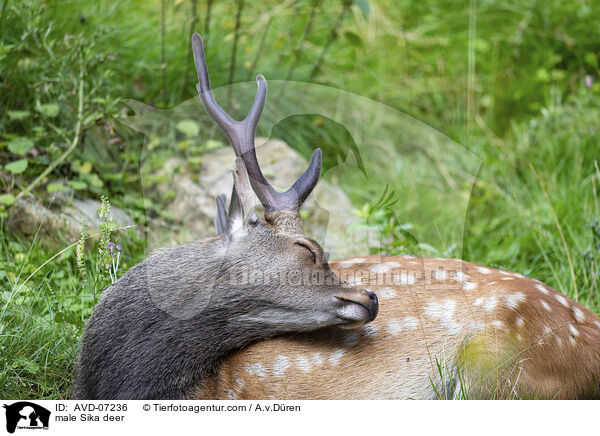 Sika Hirsch / male Sika deer / AVD-07236