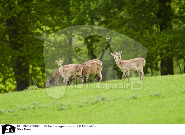 Sika Deer / DMS-09967