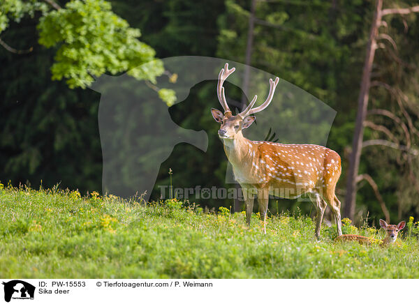Sikawild / Sika deer / PW-15553