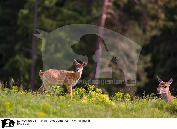 Sikawild / Sika deer / PW-15554