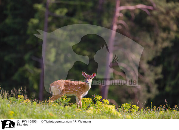 Sikawild / Sika deer / PW-15555