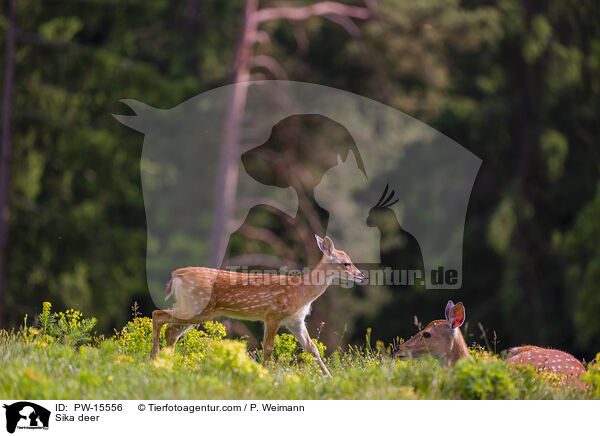 Sikawild / Sika deer / PW-15556