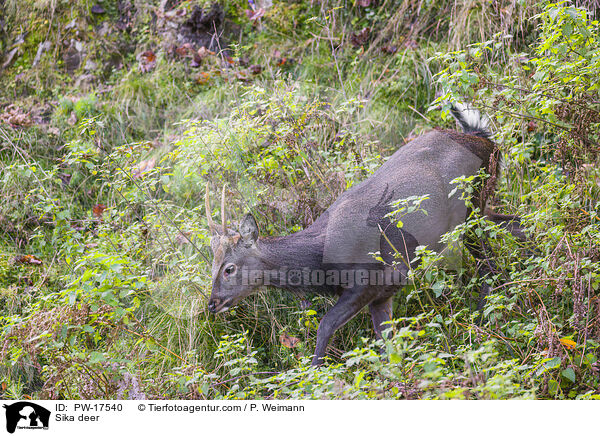 Sikawild / Sika deer / PW-17540