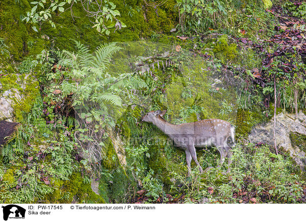 Sikawild / Sika deer / PW-17545