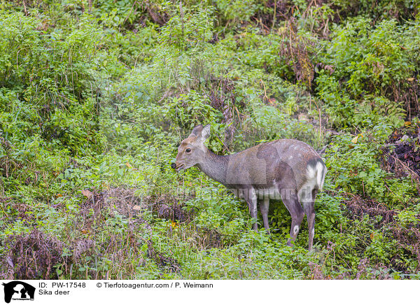 Sika deer / PW-17548