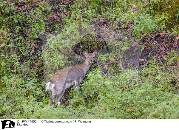 Sika deer / PW-17552