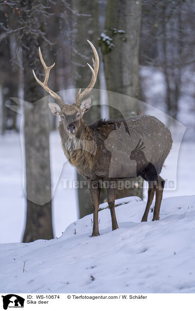 Sikawild / Sika deer / WS-10674