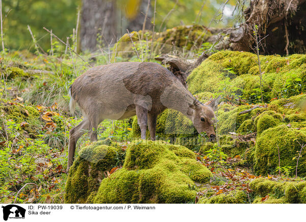 Sikawild / Sika deer / PW-19039