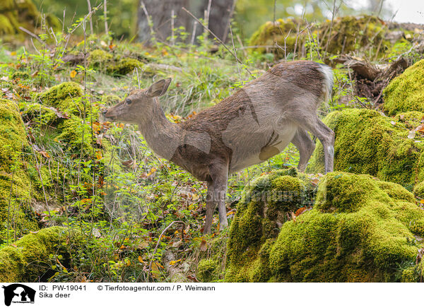 Sikawild / Sika deer / PW-19041