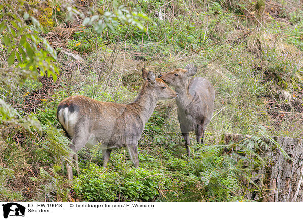 Sikawild / Sika deer / PW-19048