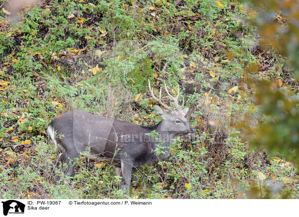 Sikawild / Sika deer / PW-19067