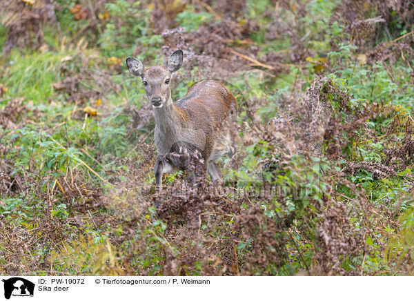 Sikawild / Sika deer / PW-19072
