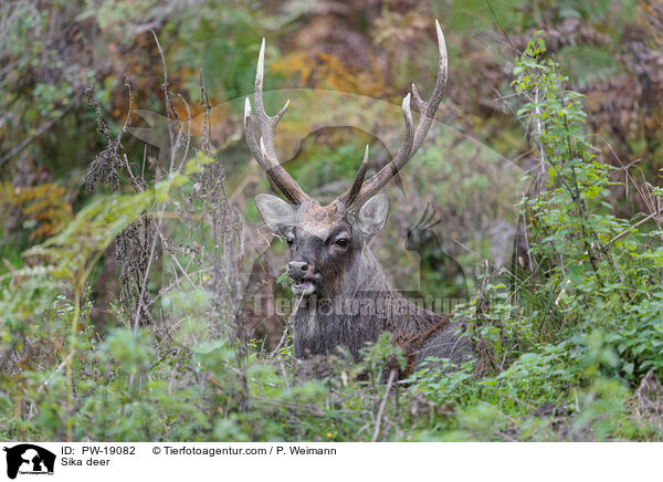 Sikawild / Sika deer / PW-19082